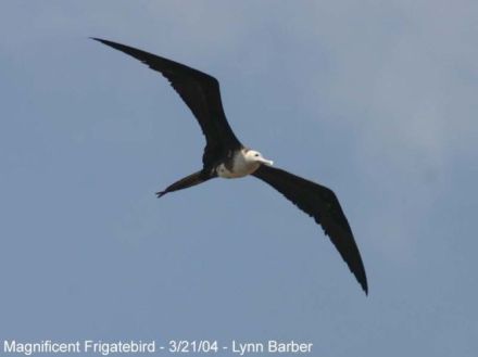 Frigate Bird - Fregata magnificens - фрегат величественный